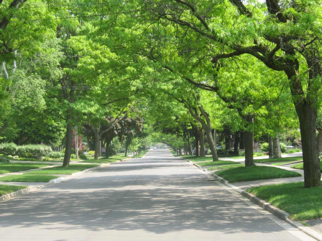 blog epec trees on streets 20 jul