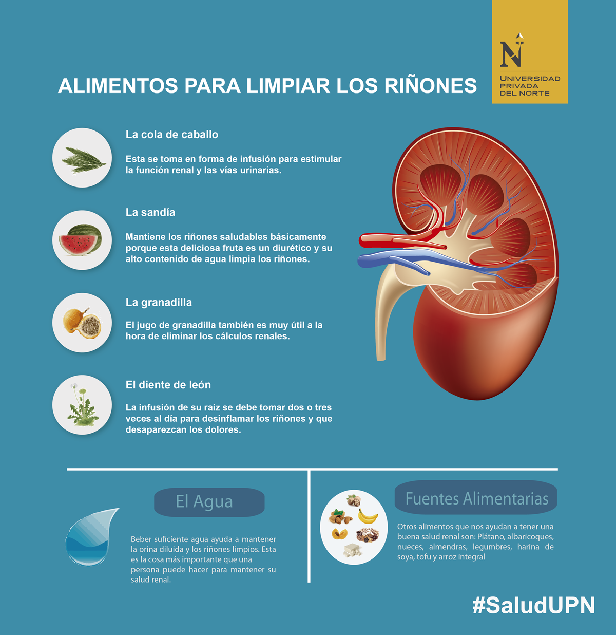 saludupn-infografia-limpiar-rinones_