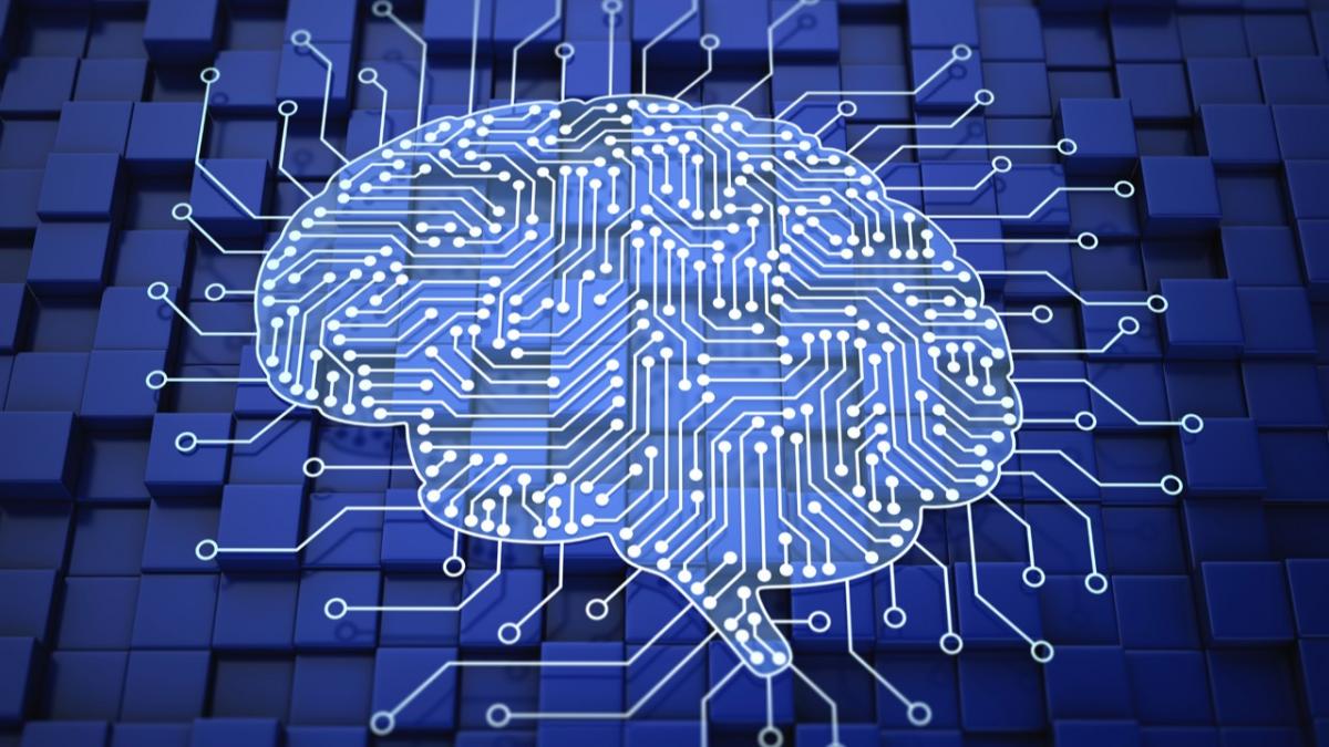 cerebro humano humanidades
