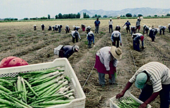 régimen agrario working adult
