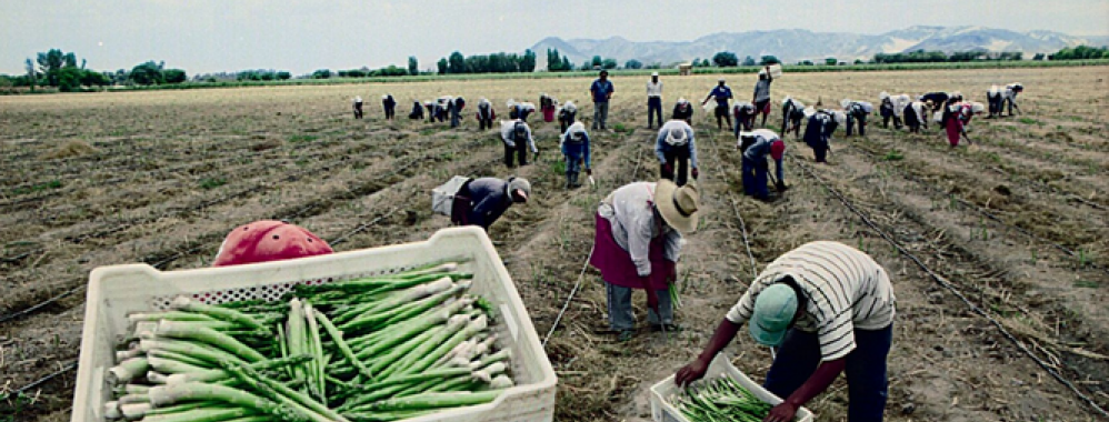 régimen agrario working adult