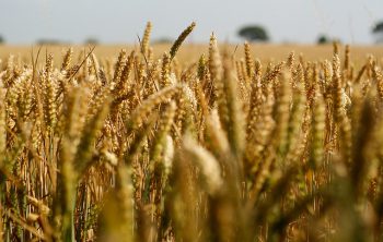 alimentos transgénicos salud