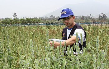 programa agrojoven ingeniería