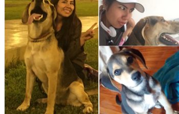 mascotas: mucho más que los mejores amigos