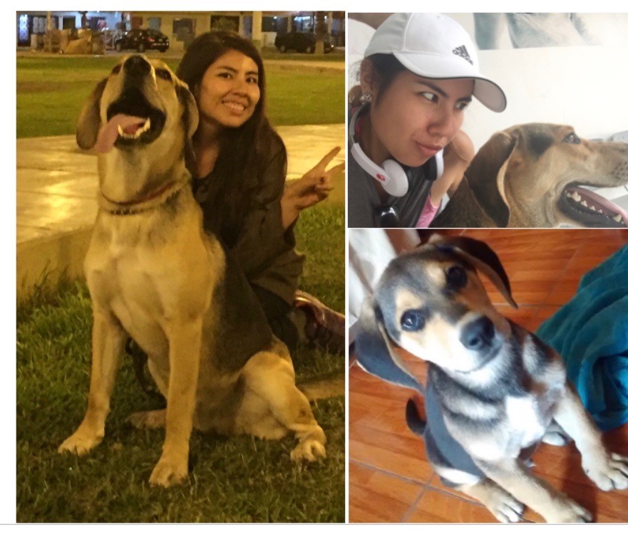 mascotas: mucho más que los mejores amigos