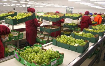 agroexportaciones y la posibilidad de convertirnos en despensa del mundo