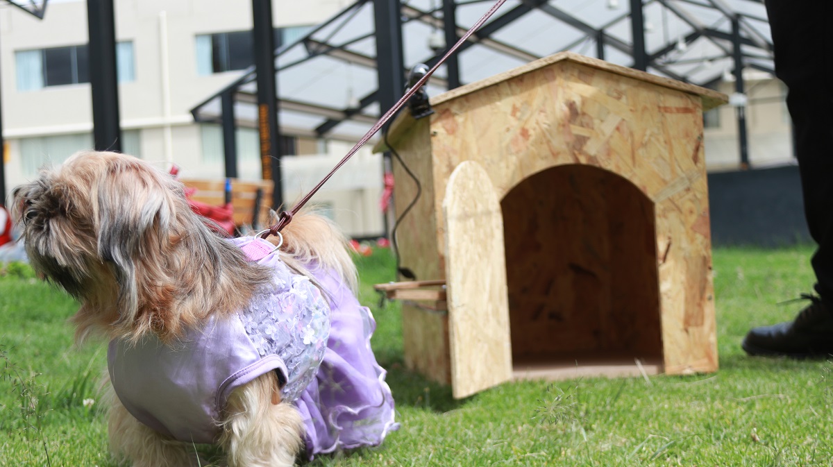 Sistema innovador que facilita la vida de las mascotas y sus dueños propone estudiante UPN