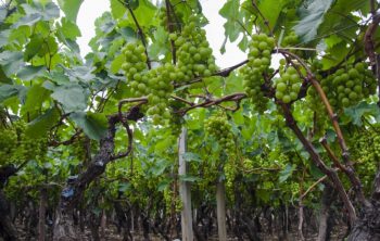 Controversia de denominación: ¿pisco o destilado de uva de Moro?