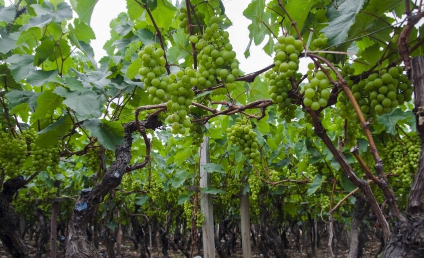 Controversia de denominación: ¿pisco o destilado de uva de Moro?