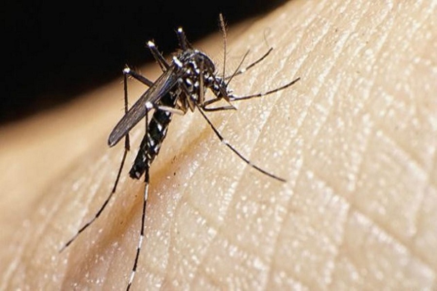 dengue: temible olvidado mal