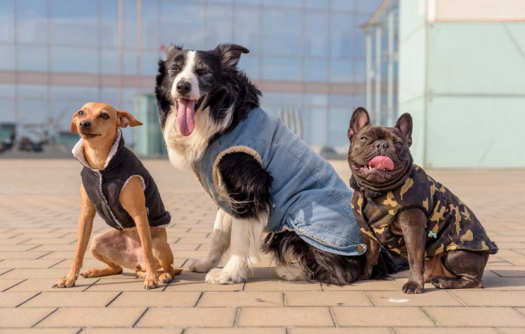 mascotas